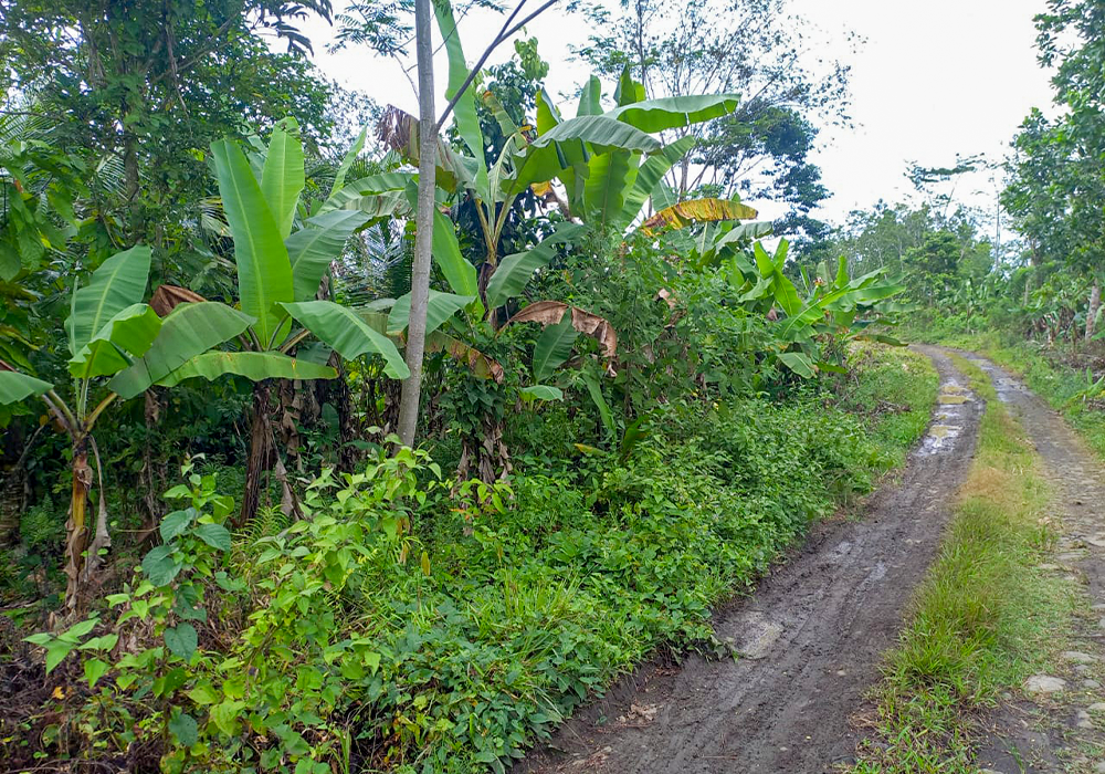 TANAH DI KAB. LEBAK - NPL233-2 - foto 2